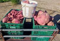As mãos que alimentam famílias carentes