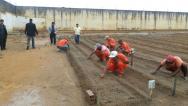 "Horta Solidária" estimula internos do Presídio Nilton Gonçalves