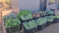 Seap realiza doação de mais de 200 kg de alimentos