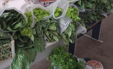 Conjunto Penal de Barreiras doa mais de 300 quilos de hortaliças e verduras orgânicas